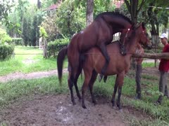 Exclusive zoo fetish movie scene featuring horses fucking